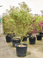 Acer Pal. Asahi Zuru D 64 H 270 cm - PlantenShop24 - 24-04-2025
