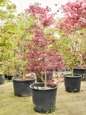 Acer Pal. Bloodgood D 58 H 210 cm - PlantenShop24 - 24-04-2025