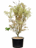 Acer Pal. Butterfly D 43 H 165 cm - PlantenShop24 - 24-04-2025