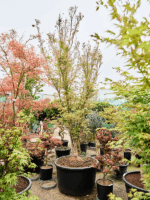 Acer Pal. Butterfly D 95 H 400 cm - PlantenShop24 - 24-04-2025