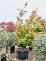 Acer Pal. Butterfly D 85 H 350 cm - PlantenShop24 - 24-04-2025