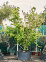 Acer Pal. Butterfly D 123 H 440 cm - PlantenShop24 - 21-05-2025