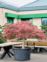 Acer Pal. Diss Crimson Queen D 102 H 200 cm - PlantenShop24 - 24-04-2025