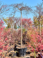 Acer Pal. Diss. Inaba-shidare D 70 H 350 cm - PlantenShop24 - 04-04-2025