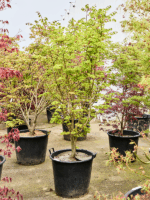 Acer Pal. Summer Gold D 60 H 240 cm - PlantenShop24 - 23-04-2025