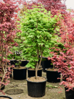 Acer Jap. Vitifolium D 43 H 160 cm - PlantenShop24 - 17-04-2025
