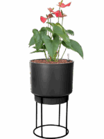 Anthurium Andraeanum Sierra In B. For Studio D 15 H 68 cm - PlantenShop24 - 29-04-2025