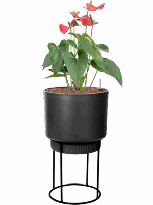 Anthurium Andraeanum Sierra In B. For Studio D 15 H 68 cm - PlantenShop24 - 29-04-2025
