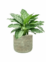 Aglaonema Chantal In Mont Blanc D 27 H 63 cm - PlantenShop24 - 28-04-2025