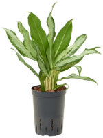 Aglaonema Commutatum Silver Lance D 15 H 45 cm - PlantenShop24 - 30-04-2025