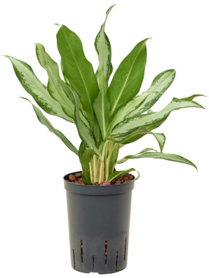 Aglaonema Commutatum Silver Lance D 15 H 45 cm - PlantenShop24 - 30-04-2025