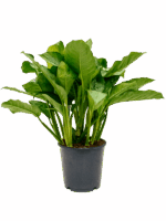 Aglaonema Freedman D 24 H 80 cm - PlantenShop24 - 13-05-2025