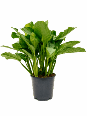 Aglaonema Freedman D 24 H 80 cm - PlantenShop24 - 13-05-2025