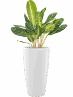 Aglaonema Key Lime In Lechuza Rondo D 27 H 100 cm - PlantenShop24 - 25-04-2025
