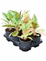Aglaonema Lucky D 13 H 30 cm - PlantenShop24 - 28-04-2025