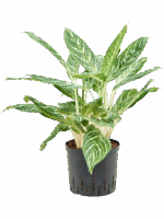 Aglaonema Madonna D 22 H 50 cm - PlantenShop24 - 26-05-2025