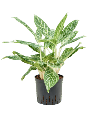 Aglaonema Madonna D 22 H 60 cm - PlantenShop24 - 28-04-2025