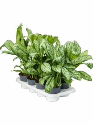 Aglaonema Maria Christina D 14 H 35 cm - PlantenShop24 - 13-05-2025