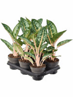 Aglaonema Orange Flame D 12 H 40 cm - PlantenShop24 - 17-04-2025