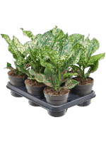 Aglaonema Pink Leopard D 12 H 30 cm - PlantenShop24 - 16-04-2025