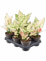 Aglaonema Rosy D 12 H 35 cm - PlantenShop24 - 17-04-2025