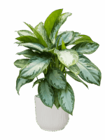 Aglaonema Silver Bay In Vibes Fold D 24 H 74 cm - PlantenShop24 - 22-04-2025