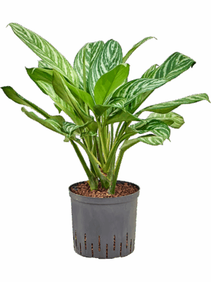 Aglaonema Stripes D 22 H 75 cm - PlantenShop24 - 28-04-2025