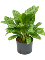 Aglaonema Stripes D 25 H 70 cm - PlantenShop24 - 09-04-2025