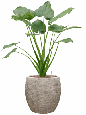Alocasia Cucullata In Coast Mountains D 22 H 86 cm - PlantenShop24 - 28-04-2025