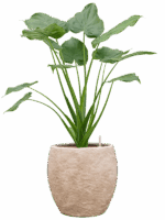 Alocasia Cucullata In Coast Mountains D 22 H 86 cm - PlantenShop24 - 28-04-2025
