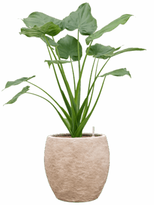 Alocasia Cucullata In Coast Mountains D 22 H 86 cm - PlantenShop24 - 28-04-2025