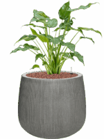 Alocasia Cucullata In Ridged Vertically D 15 H 74 cm - PlantenShop24 - 28-04-2025