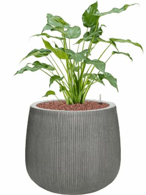 Alocasia Cucullata In Ridged Vertically D 15 H 74 cm - PlantenShop24 - 28-04-2025