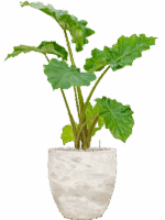 Alocasia Portodora In Baq Algar D 21 H 102 cm - PlantenShop24 - 23-04-2025