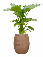 Alocasia Portodora In Baq Algar D 35 H 136 cm - PlantenShop24 - 28-04-2025