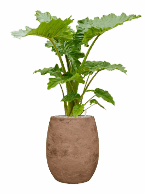 Alocasia Portodora In Baq Algar D 35 H 136 cm - PlantenShop24 - 28-04-2025