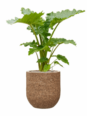 Alocasia Portodora In Baq Naturescast D 35 H 131 cm - PlantenShop24 - 28-04-2025