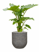 Alocasia Portodora In Baq Naturescast D 35 H 132 cm - PlantenShop24 - 28-04-2025