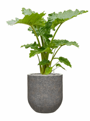Alocasia Portodora In Baq Naturescast D 35 H 132 cm - PlantenShop24 - 28-04-2025
