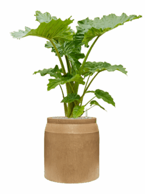 Alocasia Portodora In Baq Raindrop D 35 H 134 cm - PlantenShop24 - 28-04-2025