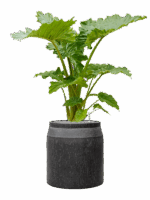 Alocasia Portodora In Baq Raindrop D 35 H 134 cm - PlantenShop24 - 28-04-2025