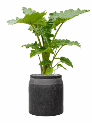 Alocasia Portodora In Baq Raindrop D 35 H 134 cm - PlantenShop24 - 28-04-2025