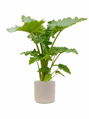 Alocasia Portodora In Baq Raindrop D 35 H 156 cm - PlantenShop24 - 28-04-2025