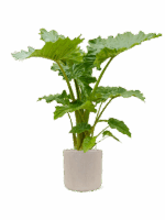 Alocasia Portodora In Baq Raindrop D 35 H 156 cm - PlantenShop24 - 28-04-2025