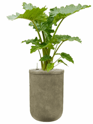 Alocasia Portodora In Baq Vertical Rib D 35 H 147 cm - PlantenShop24 - 28-04-2025