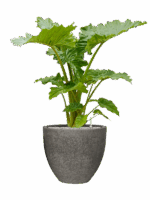 Alocasia Portodora In Cement & Stone D 35 H 126 cm - PlantenShop24 - 28-04-2025