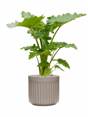 Alocasia Portodora In Doric Natural D 35 H 122 cm - PlantenShop24 - 28-04-2025