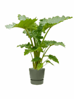 Alocasia Portodora In Greenville D 35 H 150 cm - PlantenShop24 - 28-04-2025