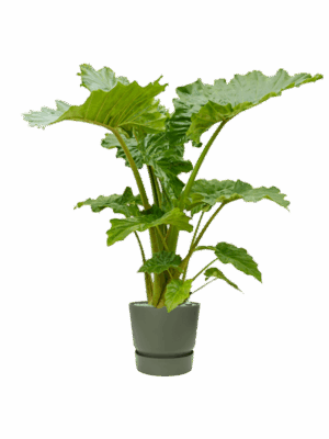 Alocasia Portodora In Greenville D 35 H 150 cm - PlantenShop24 - 28-04-2025
