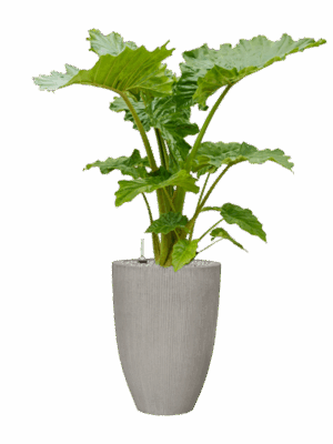 Alocasia Portodora In Ridged Vertically D 35 H 136 cm - PlantenShop24 - 28-04-2025